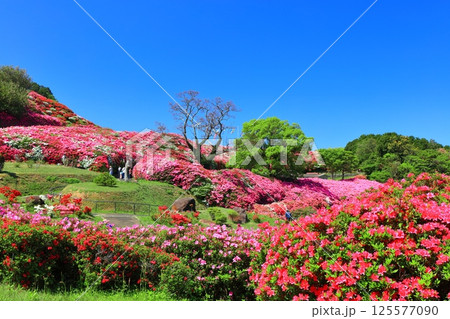 【長崎県】晴天の長串山公園と満開のツツジ（長串山つつじまつり） 125577090