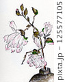 コブシの花　手描きイラスト 125577105