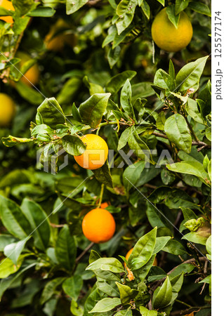 Green tree with raw growing oranges 125577174