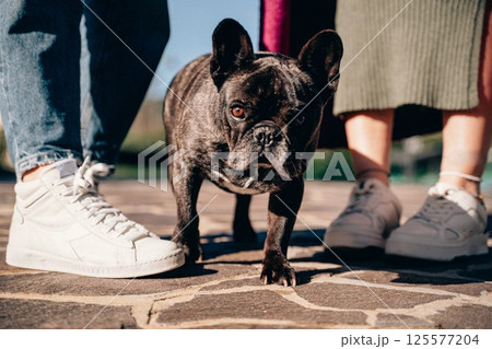 French Bulldog Walking with Owners on Sunny Day 125577204