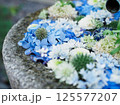 青い紫陽花の花手水 125577207