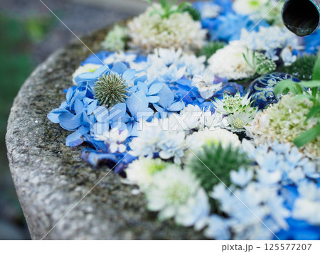 青い紫陽花の花手水 青い紫陽花の花手水 125577207