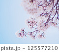 青空と桜の枝 125577210