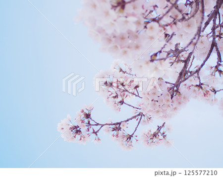青空と桜の枝 125577210