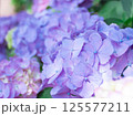 紫色の紫陽花 125577211