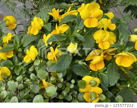 黄色い花(パンジーかビオラなど)たち/The flowers 125577222