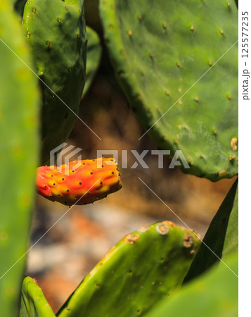 Blooming Opuntia cactus Blooming Opuntia cactus 125577235