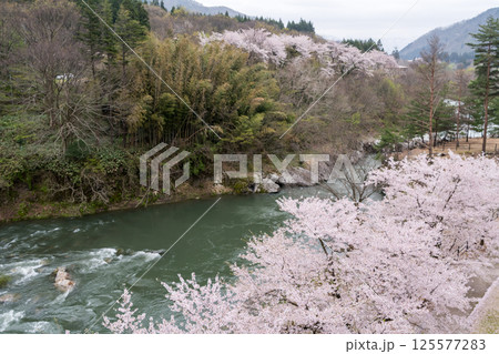 【道の駅胎内】河川敷に咲く桜並木 125577283