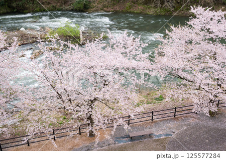 【道の駅胎内】河川敷に咲く桜並木 【道の駅胎内】河川敷に咲く桜並木 125577284