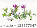 カタクリ　片栗　手描きイラスト 125577347