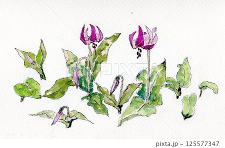カタクリ　片栗　手描きイラスト 125577347