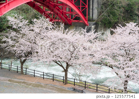 【道の駅胎内】河川敷に咲く桜並木 125577541