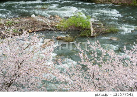 【道の駅胎内】河川敷に咲く桜並木 【道の駅胎内】河川敷に咲く桜並木 125577542