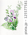エンドウ豆の花　手描きイラスト 125577581