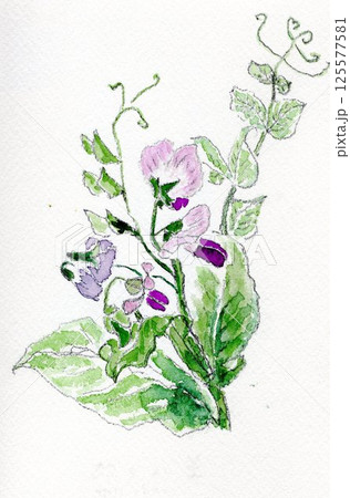 エンドウ豆の花　手描きイラスト 125577581