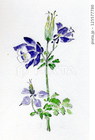 オダマキの花　手描きイラスト 125577780