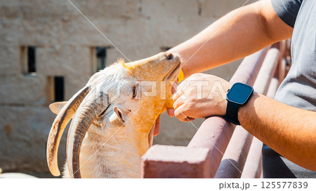 General view of a goat with the placenta still hanging, cleaning its newborn calf in the sahara desert, Merzouga. General view of a goat with the placenta still hanging, cleaning its newborn calf in the sahara desert, Merzouga. 125577839