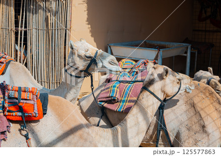 few camels in an enclosure under the oasis palm trees at a holiday resort 125577863