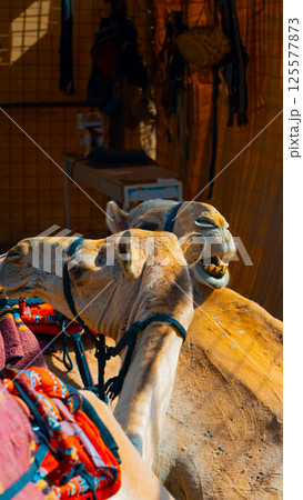 few camels in an enclosure under the oasis palm trees at a holiday resort 125577873