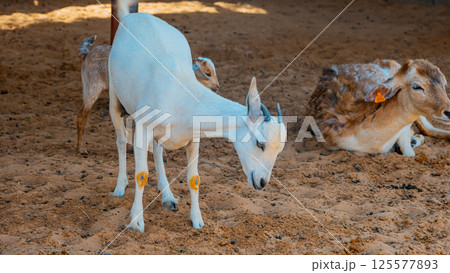 General view of a goat with the placenta still hanging, cleaning its newborn calf in the sahara desert, Merzouga. General view of a goat with the placenta still hanging, cleaning its newborn calf in the sahara desert, Merzouga. 125577893