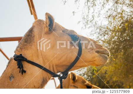 few camels in an enclosure under the oasis palm trees at a holiday resort 125577909