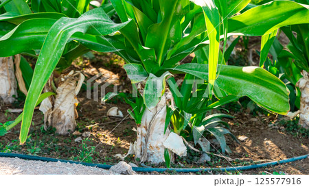 Baby vegetables planting in nursery greenhouse with drip irrigation water system, modern agricultural concept 125577916