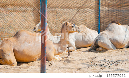 few camels in an enclosure under the oasis palm trees at a holiday resort few camels in an enclosure under the oasis palm trees at a holiday resort 125577931