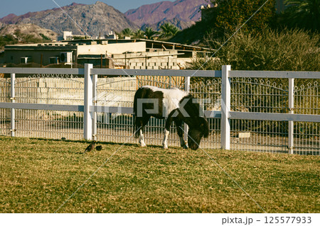 Horse grazing on meadow near farm yard 125577933