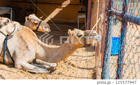 few camels in an enclosure under the oasis palm trees at a holiday resort few camels in an enclosure under the oasis palm trees at a holiday resort 125577947