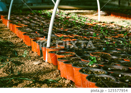 Potted green plants in garden, organic growing, greenhouse plants 125577954
