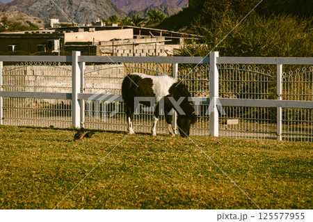 Horse grazing on meadow near farm yard Horse grazing on meadow near farm yard 125577955