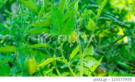 Green unripe tomatoes Green unripe tomatoes 125577959