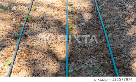 Baby vegetables planting in nursery greenhouse with drip irrigation water system, modern agricultural concept Baby vegetables planting in nursery greenhouse with drip irrigation water system, modern agricultural concept 125577974