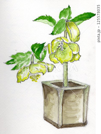 クリスマスロ-ズの花 手描きイラスト クリスマスロ-ズの花 手描きイラスト 125578035