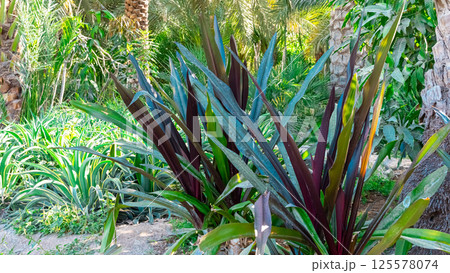 Drip irrigation system Drip irrigation system 125578074