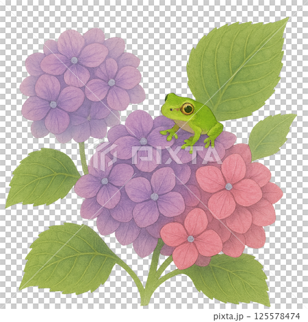 繡球花和青蛙 125578474