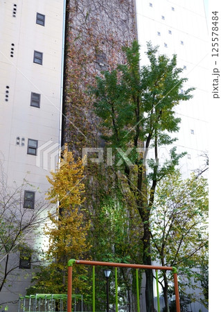 都会の公園 都会の公園 125578484