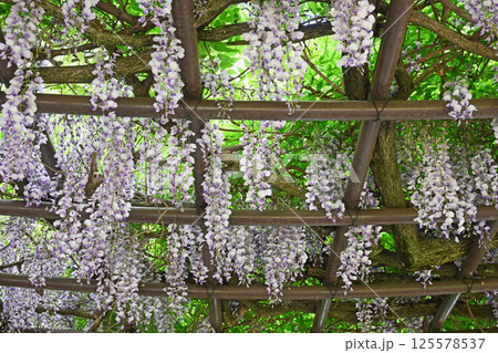 藤の花 125578537