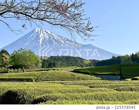 春の茶畑と富士山 春の茶畑と富士山 125578545