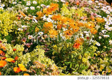 春の花で埋まる里山ガーデン 125578618