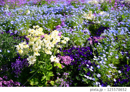 春の花で埋まる里山ガーデン 125578652