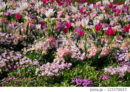 春の花で埋まる里山ガーデン 125578657