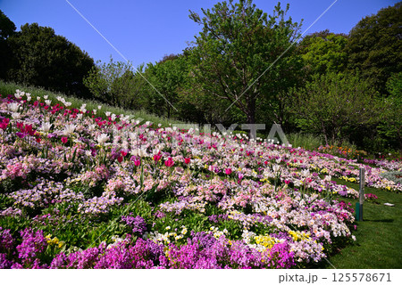 春の花で埋まる里山ガーデン 春の花で埋まる里山ガーデン 125578671
