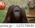 草を食べるオランウータン 125578686