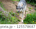 歩くオオカミ 125578687