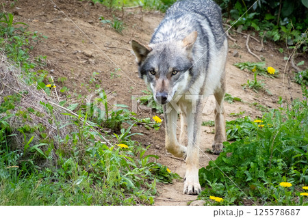 歩くオオカミ 125578687
