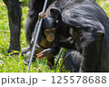 チンパンジーの親子 125578688