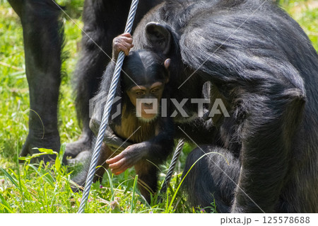 チンパンジーの親子 125578688