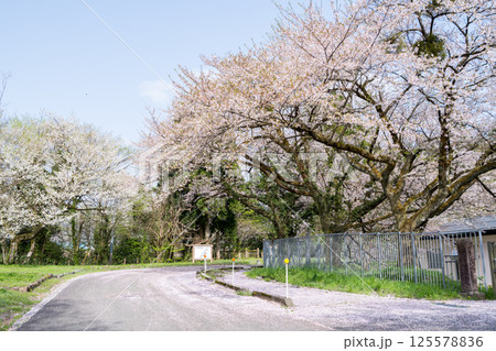 【新江の桜並木】散り始めた桜の並木道 125578836