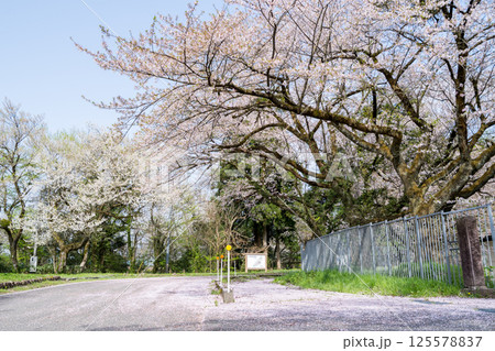 【新江の桜並木】散り始めた桜の並木道 125578837